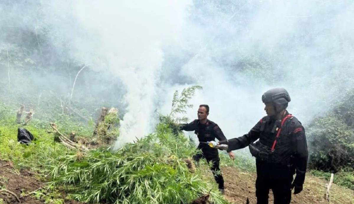Pemusnahan Ladang Ganja oleh Brimob Sumut di Mandailing Natal